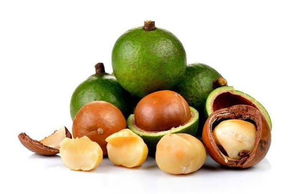 MACADAMIA 2